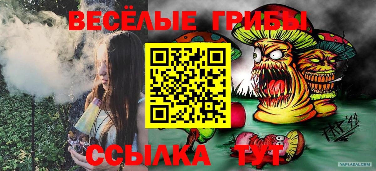 Галлюциногенные грибы Psilocybe Котлас