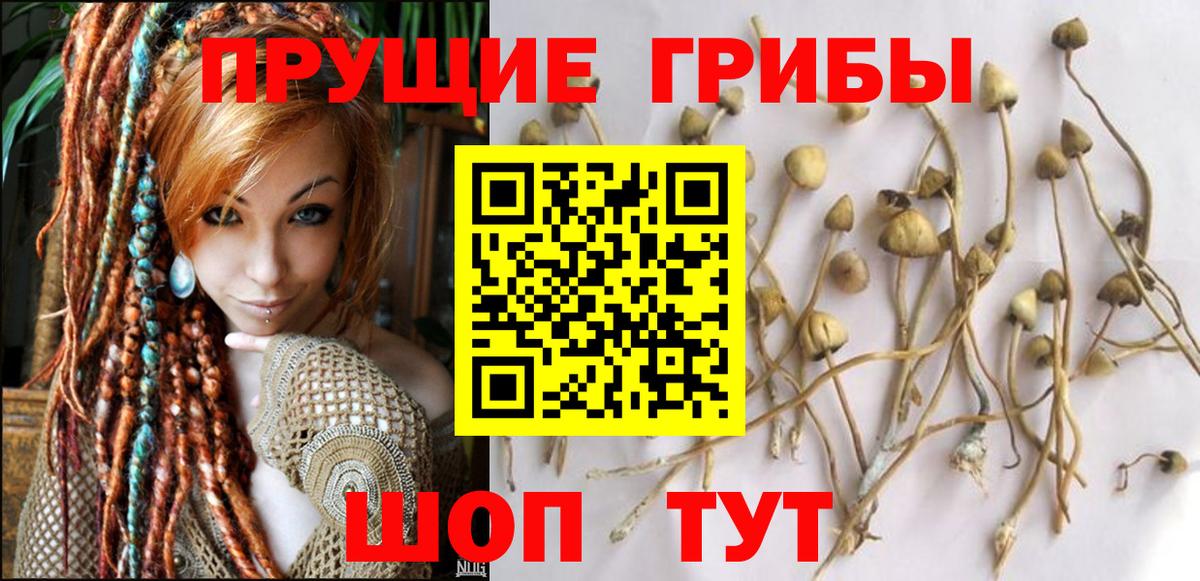 Котлас  Галлюциногенные грибы прущие грибы  Вход с VPN 